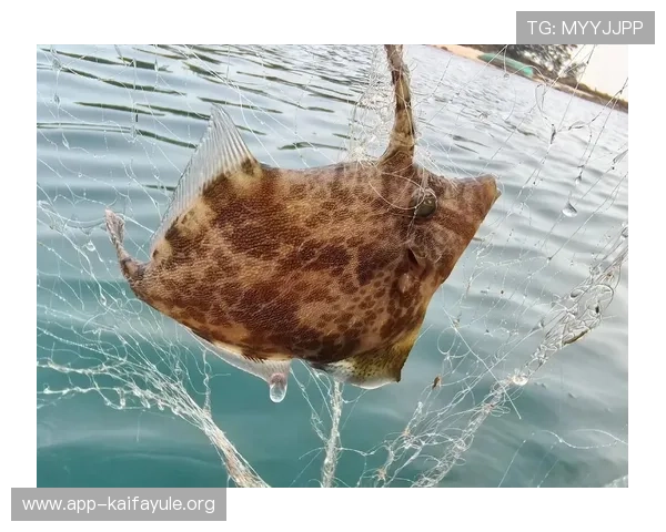 K8捕鱼网站热门捕鱼模式介绍及玩法策略提升你的游戏胜率 K8捕鱼网站热门捕鱼模式介绍及玩法策略提升你的游戏胜率